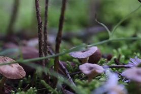 Bride outdoors vows to squirt on a cucumber