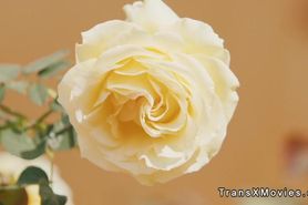 Two shemales and babe fucking in threesome