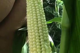 Corn In the cob