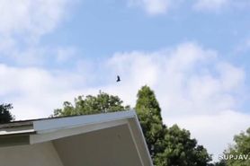 Maria Aine The Female Manager Is Our Cum Bucket Pet Unc