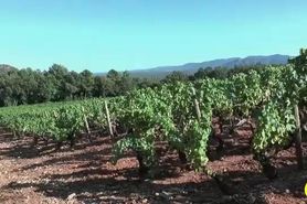 Salope dans les vignes
