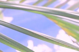 695 Katya Clover 002