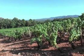 baise dans les vignes