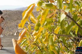 Perfect body MILF Gia Ramey Gay hot outdoor striptease